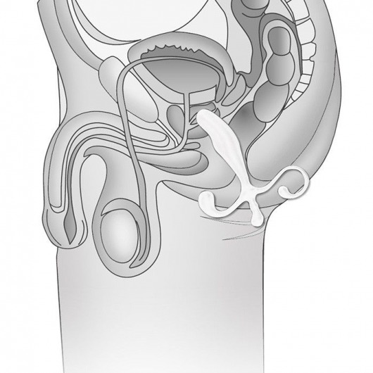 Белый массажер простаты - 12,7 см. - BlueLine - в Ростове-на-Дону купить с доставкой